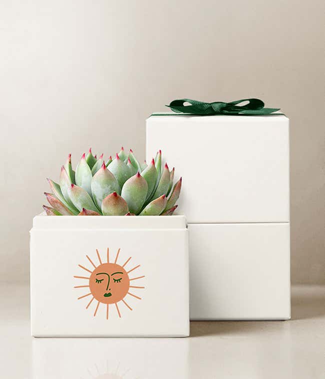 Summer Sun Bliss Lula's Garden &reg; Succulent