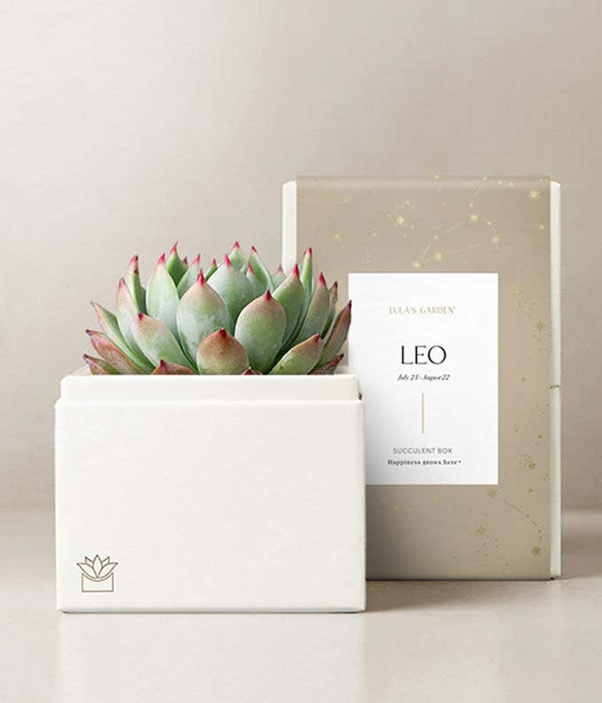 Lula's Garden ® Leo Bliss Succulent Garden 
