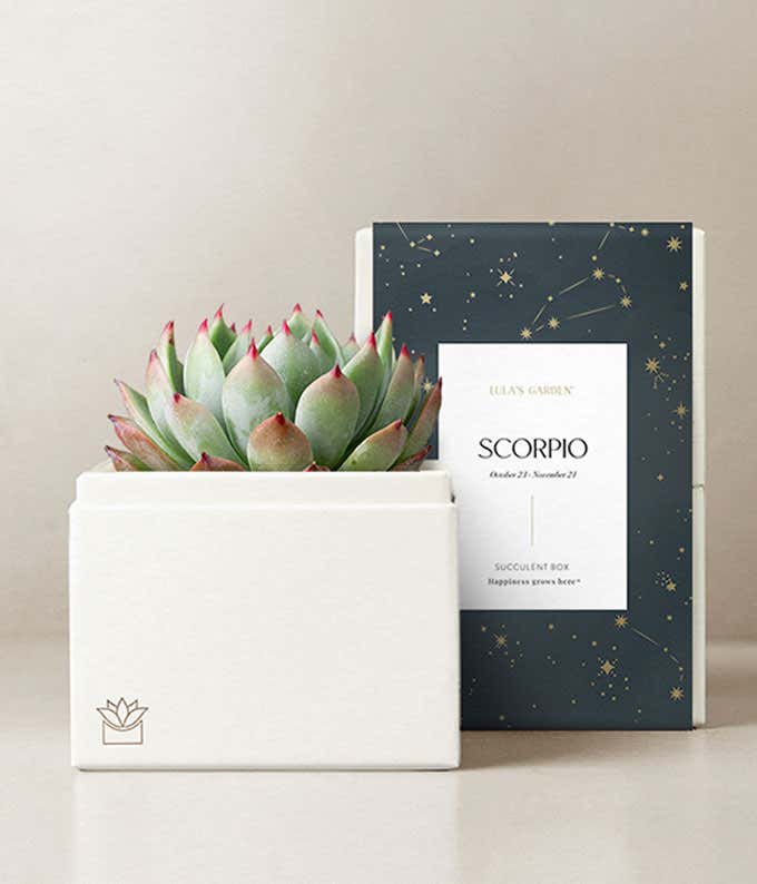 Lula's Garden ® Succulent Zodiac Planters 