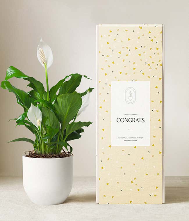 Peace lily plant with white blooms in a matte white ceramic pot, displayed next to a festive yellow gift box with a confetti pattern and a label that reads Congrats.