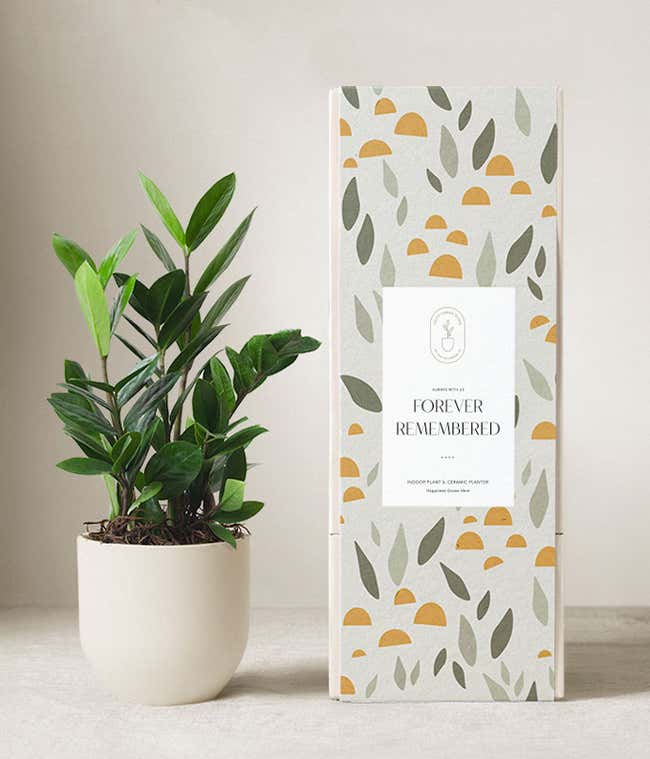 Lula's Garden &reg; Sympathy ZZ Plant 