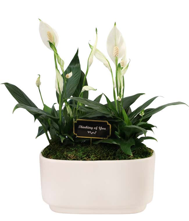 Peace lily plant with lush green leaves and white blooms arranged in a sleek white ceramic planter, accented with a 