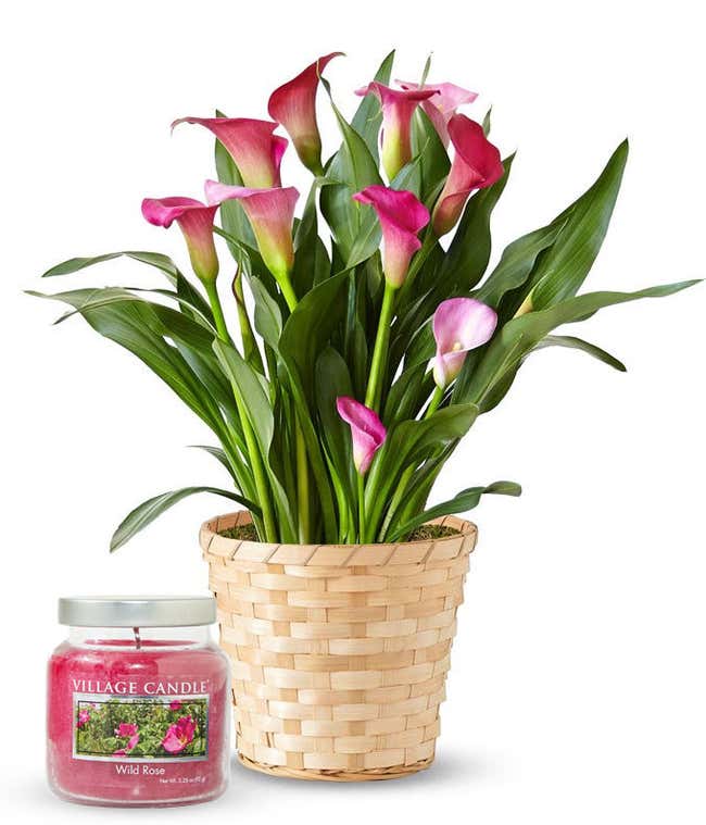 Blooming pink Calla Lily plant with rich green foliage in a woven basket-style container, paired with a rose-scented candle in a clear glass jar.