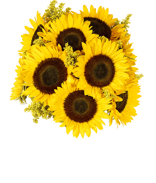Partial image of Bouquet of vibrant sunflowers arranged in a clear glass vase. without vase.